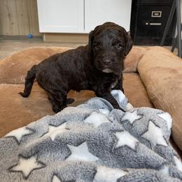 Angel - Chocolate female Goldendoodle puppy in Sugarcreek, Ohio from True Hearted Doodles