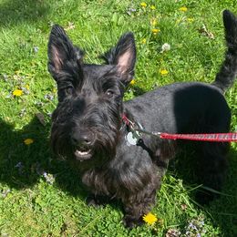 Argyle - Scottish Terrier