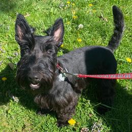 Argyle - Scottish Terrier