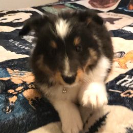 Shetland Sheepdog Puppies from Stafford Shelties