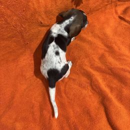 Dachshund Puppies from Sandy's Mini Weenies in Cali