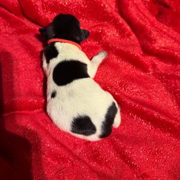 Red - Black roan male German Shorthaired Pointer puppy in Jackson, Georgia from Rosengrace Gsps (formerly Tiner GSP’s)