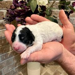 Goose - Parti male Pyredoodle puppy in Bowling Green, Ohio from FDF Pyredoodles & Bernedoodles