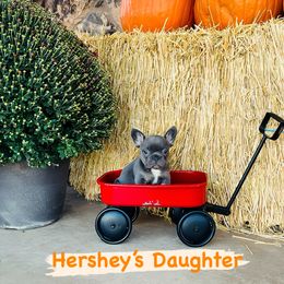 Chanel - Tricolors female French Bulldog puppy in City Of Industry, California from Cert. Frenchies