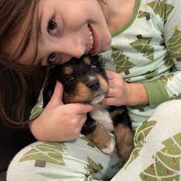 Miniature Australian Shepherd and Toy Australian Shepherd Puppies from Loyal Litters Toy Australian Shepherds