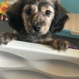 Hazel - Brindle female Dachshund puppy in Belfair, Washington from CreekSide Mini Doxies