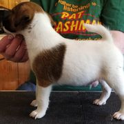 Harrier and Smooth Fox Terrier Puppies from Sheez-Beez Kennel