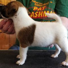 Harrier and Smooth Fox Terrier Puppies from Sheez-Beez Kennel