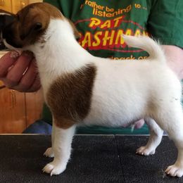 Harrier and Smooth Fox Terrier Puppies from Sheez-Beez Kennel