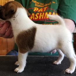 Harrier and Smooth Fox Terrier Puppies from Sheez-Beez Kennel