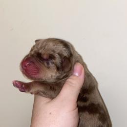 Boy 1 - Merle male Great Dane puppy in Spartanburg, South Carolina from Pawlmetto Danes