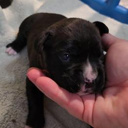Boy 2 - Brindle male Boxer puppy in Temple, Georgia from B&B Boxers