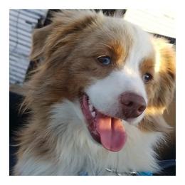 Gordie - Miniature Australian Shepherd
