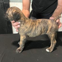 Boy 4 - male Cane Corso puppy in Beaver Crossing, Nebraska from Blue River Cane Corso