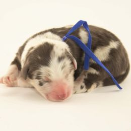 Pine - Blue Collar - Blue merle male Australian Shepherd puppy in Placerville, California from BFF Aussies