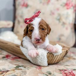 Priscilla - Red  female Goldendoodle puppy in Sulphur, Louisiana from Curly Q’s Of Carlyss