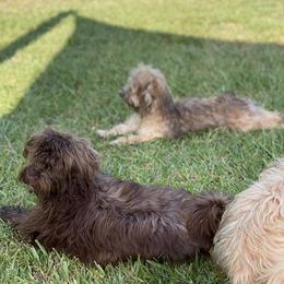 Havanese All Grown Up from Hashtag Havenese