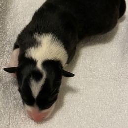 Girl 2 - Australian Shepherd puppy in Tulsa, Oklahoma from Lucky Penny Aussies and Lucky Penny Transport