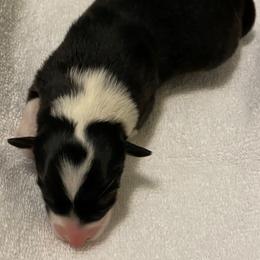 Girl 2 - Australian Shepherd puppy in Tulsa, Oklahoma from Lucky Penny Aussies and Lucky Penny Transport