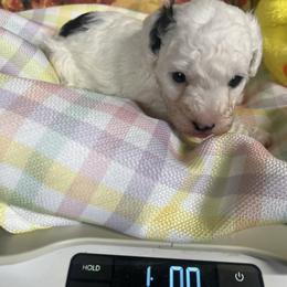 Dotty - Parti female Poodle puppy in Lawrenceburg, Tennessee from LUV Poodles and Maltipoos