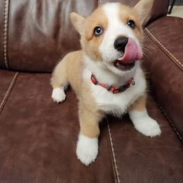 Pembroke Welsh Corgi Puppies from South Texas Corgis