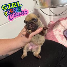 Purple - Fawn female French Bulldog puppy in Plainview, Texas from The Kings Ransom French Bulldogs