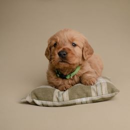 Squirt - Dark golden male Golden Retriever puppy in Buhl, Idaho from Atkinson's Goldens