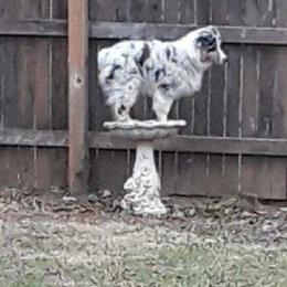 Australian Shepherd Puppies from CinchTight