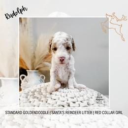 Rudolph - Parti female Goldendoodle puppy in Montgomery, Texas from Dacus Doodles