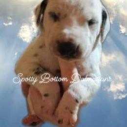 Dalmatian Puppies from Spotty Bottom Dalmatians
