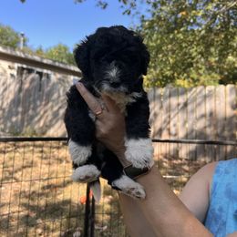 Flint - Black and white male Aussiedoodle puppy in Grand Haven, Michigan from Happy Hippy Doodles