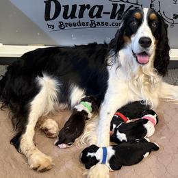 English Springer Spaniel puppies from DAYSPRINGERS