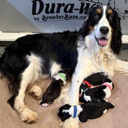 English Springer Spaniel puppies from DAYSPRINGERS