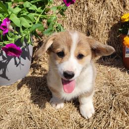 Pandora - Red female Pembroke Welsh Corgi puppy in Gulf Breeze, Florida from Cajun Creek's