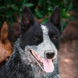 Dipper - Australian Cattle Dog