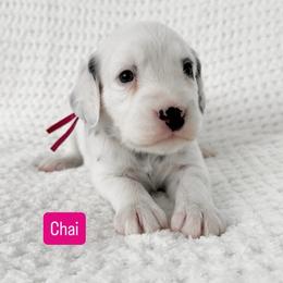 Chai - Blue Eye - LUA long coat - White and black female Dalmatian puppy in Davenport, Florida from Sunny Jewels Dalmatians