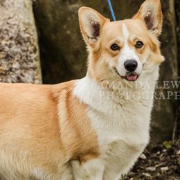 Pixie - Pembroke Welsh Corgi