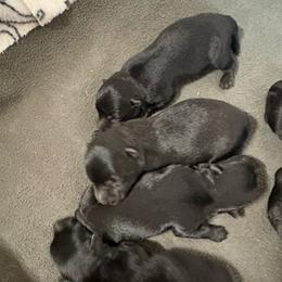 Brody - Black male Scottish Terrier puppy in Chattanooga, Oklahoma from Lottie Dottie Scottie’s and Papillons