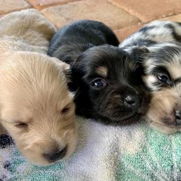 Dachshund Puppies from Meldox