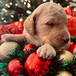 Faith - (smaller) Medium - Apricot female Goldendoodle puppy in Lancaster, California from Kid's Best Doodle