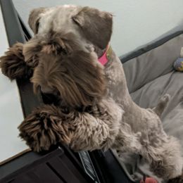 Miniature Schnauzers from Beards and Brows Miniature Schnauzers