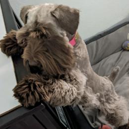 Miniature Schnauzers from Beards and Brows Miniature Schnauzers