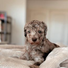 Marinara, Girl - Merle female Goldendoodle puppy in Maricopa, Arizona from Desert Ridge Doodles