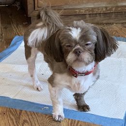 Kepley - Shih Tzu