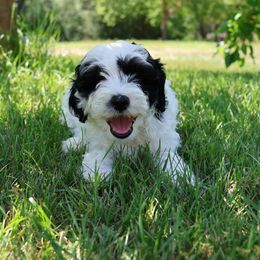Bernedoodle Puppies from Puppy Place