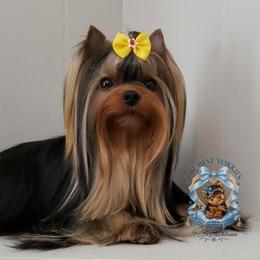 Yorkshire Terrier All Grown Up from The Best Yorkies, by Montbleau