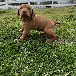 Vizsla Puppies from Mickle Farm Vizslas