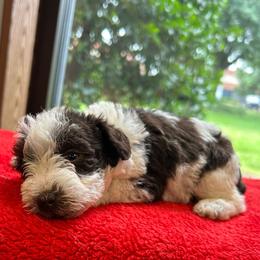 Lillian - Parti female Miniature Schnauzer puppy in Clover, South Carolina from Bobo’s Babies Kennels