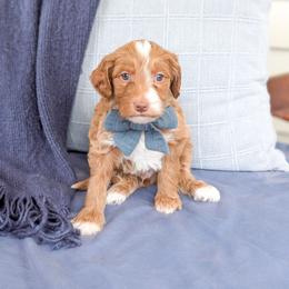 Suds - Red  male Goldendoodle puppy in Whitesburg, Georgia from Asbury & Co Farms