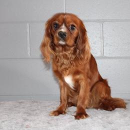 Cavalier King Charles Spaniel, Cavapoochon, and Goldendoodle All Grown Up from Timshell Farm Specialty Crossbreed Puppies